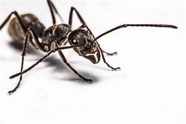 Ants Pest Control​