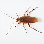 Cockroaches Pest Control​