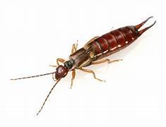 Earwigs Pest Control​ near me