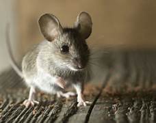 Mice Pest Control​​ near me