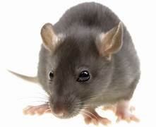 Rats Pest Control​​ Near me