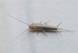 Silverfish Pest Control​ near me