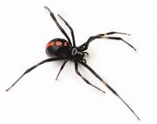Spiders Pest Control​