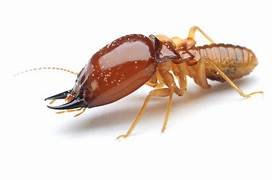 Termites Pest Control​ Near me